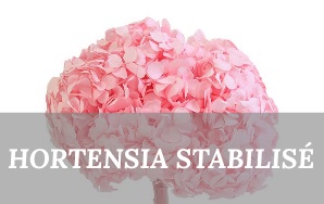 Hortensias Stabilisés