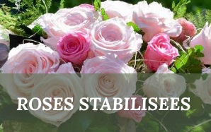 Roses Préservées