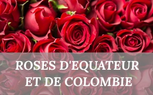 Roses d'Equateur et de Colombie