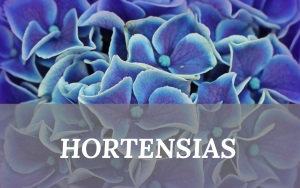 Hortensias