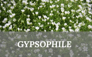 Gypsophile