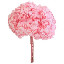 HORTENSIA STABILISÉ