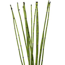 SNAKE GRASS BAMBOO