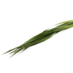 TYPHA