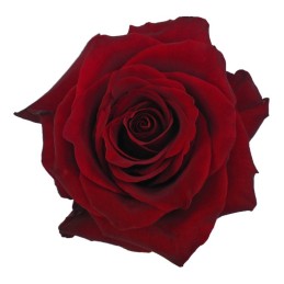 ROSE "EXPLORER"