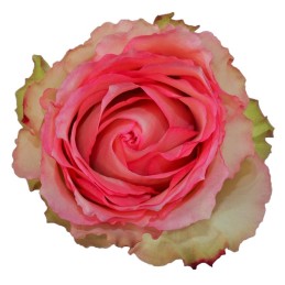 ROSE "ESPERANCE"